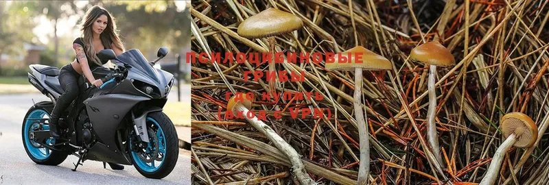 Псилоцибиновые грибы Psilocybe  Лысково 